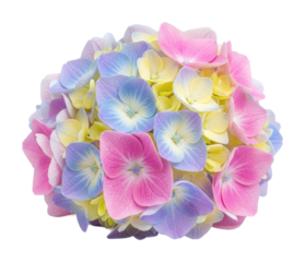 Colorful hydrangea bouquet floral arrangement bright isolated on transparent background