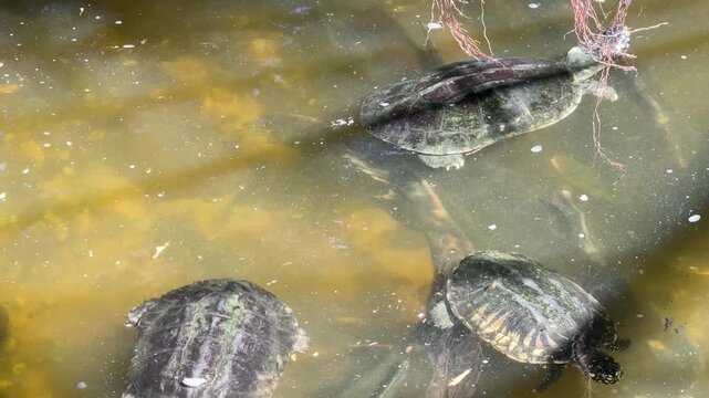 The group of red-eared slider turtles relaxing in the pool.
