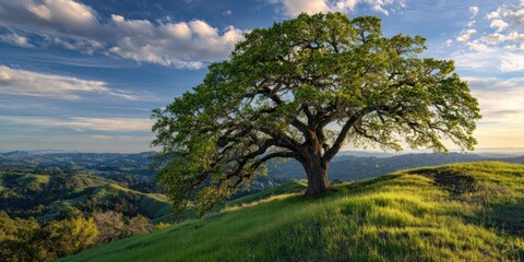 Obraz premium A majestic tree on a grassy hilltop, overlooking rolling green hills and a partly cloudy sky