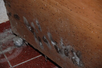 Ant infestation with large nest on concrete wall and insects attacking wooden wardrobe furniture