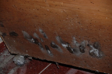Ant infestation with large nest on concrete wall and insects attacking wooden wardrobe furniture