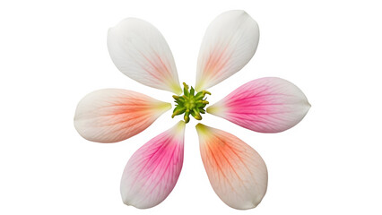 Beautiful pink and white flower isolated on transparent background
