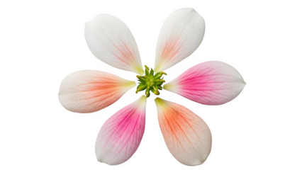 Beautiful pink and white flower isolated on transparent background