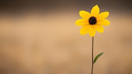 A solitary vibrant yellow wildflower in a natural setting