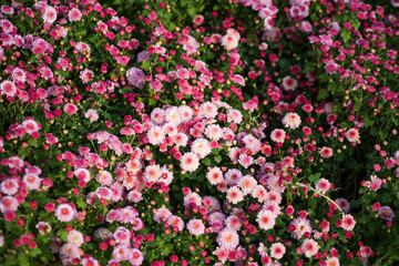Pink chrysanthemums in full bloom, surrounded by green leaves and flower buds
