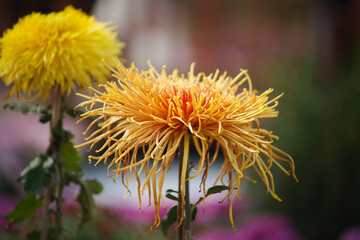 Orange chrysanthemum flower with curled petals in close-up