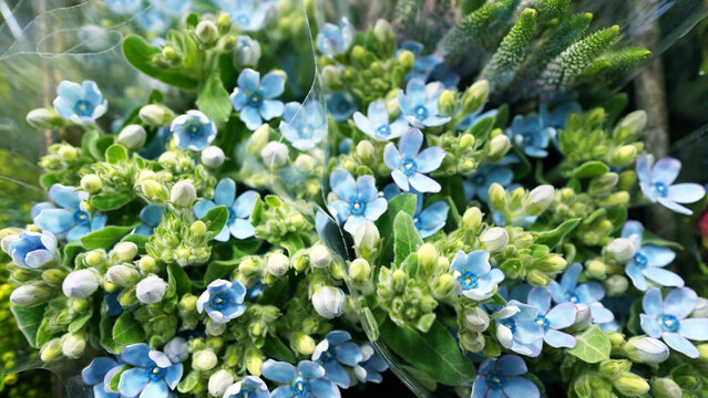Delicate Star-Shaped Blue Tweedia Flowers Close-up