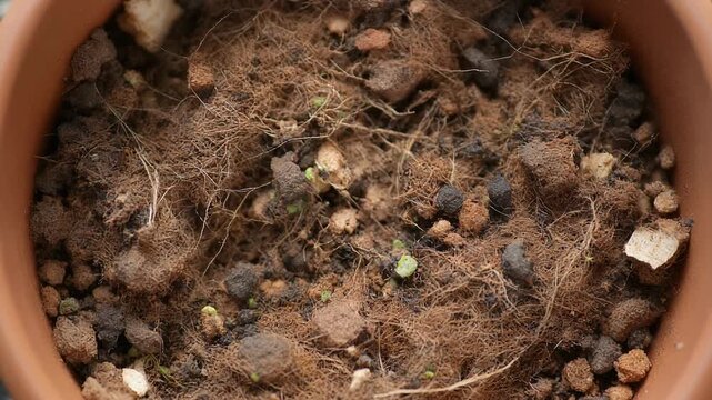 Close-up of peat-free potting mix in a terracotta pot