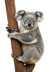 Naklejka premium Adorable koala bear climbing a tree with a curious expression