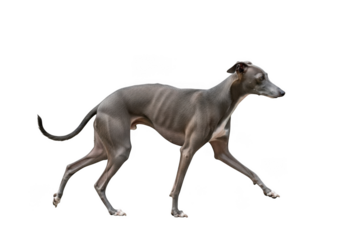 Elegant greyhound dog running swiftly on transparent background