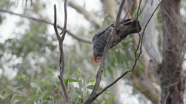 Male gang-gang cockatoo with vibrant red crest climbing down bare branch toward fresh eucalyptus foliage in Blue Mountains wilderness