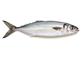 Freshly caught mackerel fish isolated on white background