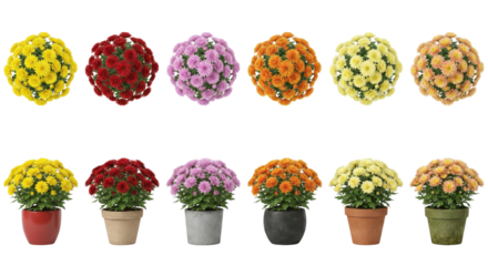 Vibrant colorful pompom-like flowering plants arranged in two rows isolated on transparent