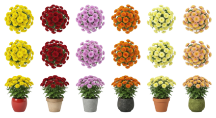 Colorful Chrysanthemums in Bright Pottery Vases with a Transparent Background