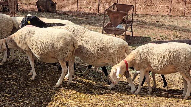 Sheep and lambs eating hay from the ground inside a fenced pen on a sunny day at a farm