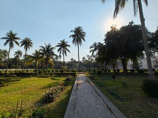 Sunny Path Lined with Palm Trees in a Tropical Garden