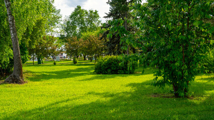 A park with a large tree in the middle. The grass is green and the sky is blue