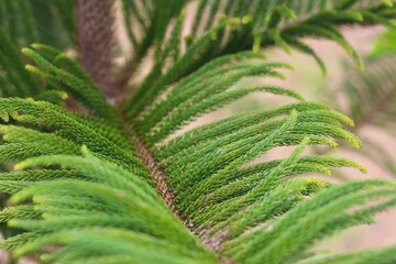 Abstract close-up of green conifer branches with twisted needle texture. Soft focus macro...