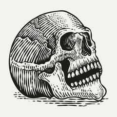 Hand Drawn Vintage Engraving Style Human Skull Vector Illustration