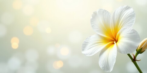 Delicate white floral pattern, single yellow bloom , whimsical, bright