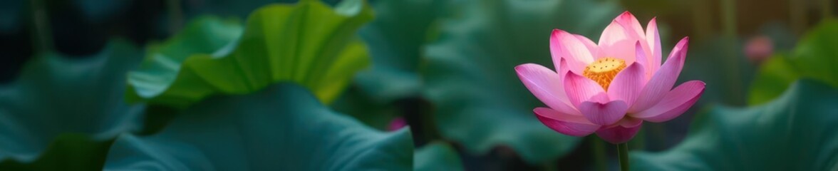 Elegant single lotus blossom, delicate lines, minimal detail,  spirituality,  black and white