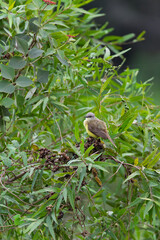 Obraz premium Cattle tyrant (Machetornis rixosa) is a species of bird in the tyrant flycatcher family Tyrannidae. Corumba, South Pantanal, Mato Grosso do Sul. Brazilian wildlife and birdwatching.