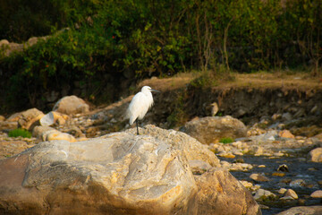 Obraz premium A Little Egret (Egretta garzetta) photographed near a riverbank in its natural habitat.