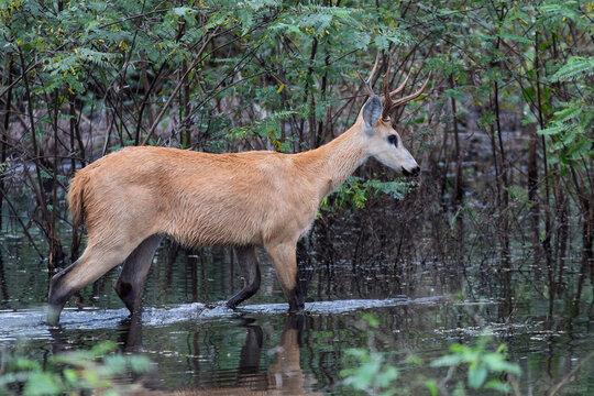 Marsh deer (Blastocerus dichotomus), species of deer native to South America. South Pantanal, Corumba, Mato Grosso do Sul, Brazil. Brazilian wildlife.