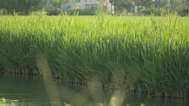 Green Rice Field with Spikes Along Water Canal - Rural Countryside Harvest