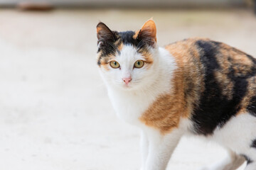 Calico Cat Standing on Light Colored Ground