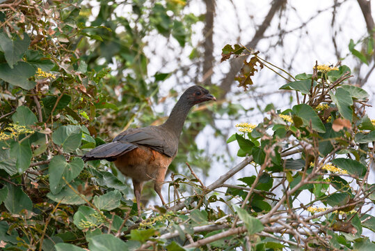 Chaco chachalaca (Ortalis canicollis), species of bird in the family Cracidae, the chachalacas, guans, and curassows. Corumba, Pantanal Mato Grosso do Sul Brazil. Brazilian wildlife and birdwatching.