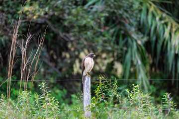 Roadside hawk (Rupornis magnirostris), relatively small bird of prey found in the Americas. Corumba, South Pantanal Mato Grosso do Sul, Brazil. Brazilian wildlife and birdwatching.
