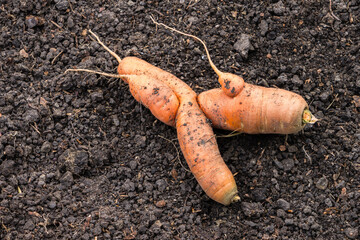Abnormal shape of carrots roots on top of garden soil