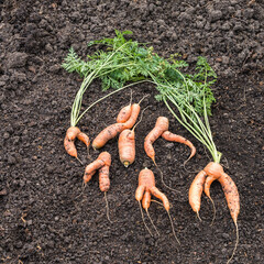Abnormal shape of carrots roots on top of garden soil