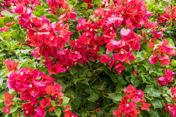 Red flowers of Mexixo native plant Bougainvillea