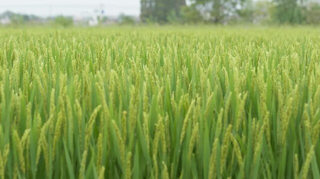 Green Wheat Field with Ripening Grain Spikes - Rural Harvest Crop