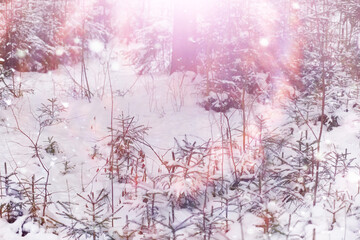 Tall trees under snow cover. January frosty day in winter park.