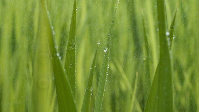 Fresh Green Grain Field with Dew Drops - Rural Harvest Crop