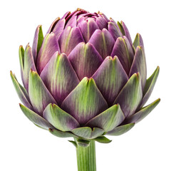 Obraz premium Artichoke with vibrant purple and green petals isolated on white background