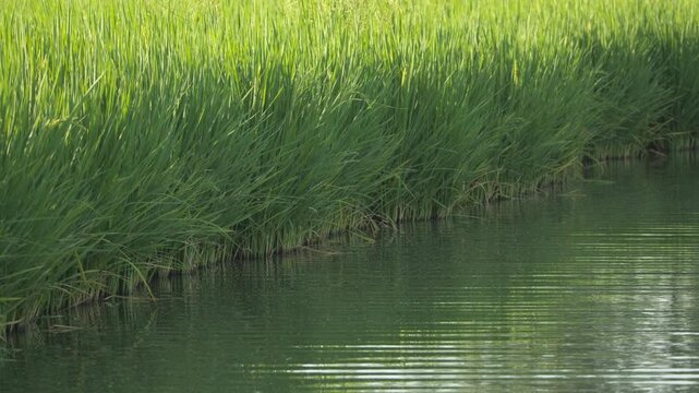 Rice Field with Water Canal - Rural Countryside Harvest Landscape