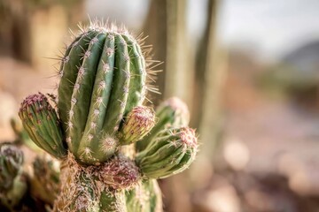 The beauty of spiny cactus captured in sharp focus amidst a blurred scene.