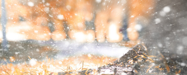 Winter park a man walks along a path foliage