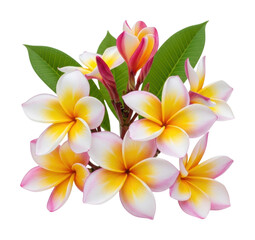 Vibrant plumeria blooms tropical garden floral isolated on transparent background