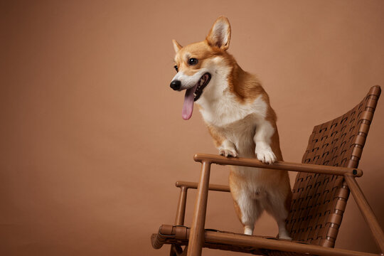 Playful corgi standing on chair in warm studio interior with copy space