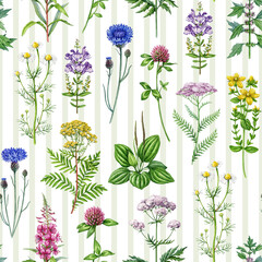 Medicinal herbs and wildflowers seamless pattern. Hand drawn blooming chamomile, yarrow, tansy, plantain, motherwort, valerian wild healing plants watercolor illustration on striped background © anitapol