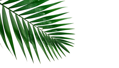 Obraz premium Lush green palm leaf on a black background, with water droplets