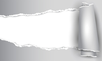 Torn Paper Reveal with Rolled Edge on Gray Background