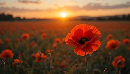Beautiful nature background with red poppy at sunset, symbolizing Remembrance Day, Veterans Day, and “Lest We Forget”