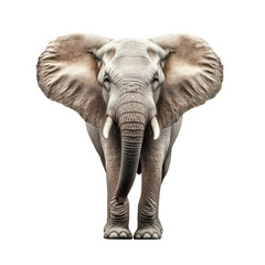 Fototapeta premium A majestic elephant stands confidently in a minimalist white space. its grandeur and strength. ideal for wildlife conservation campaigns or educational materials