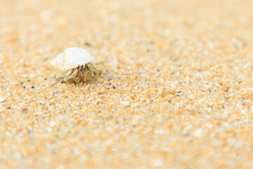 Close up of Hermit crab on sand beach 